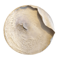 Shaped Stream #6